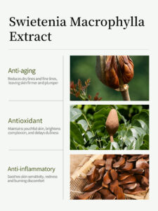Swietenia Macrophylla Extract powder