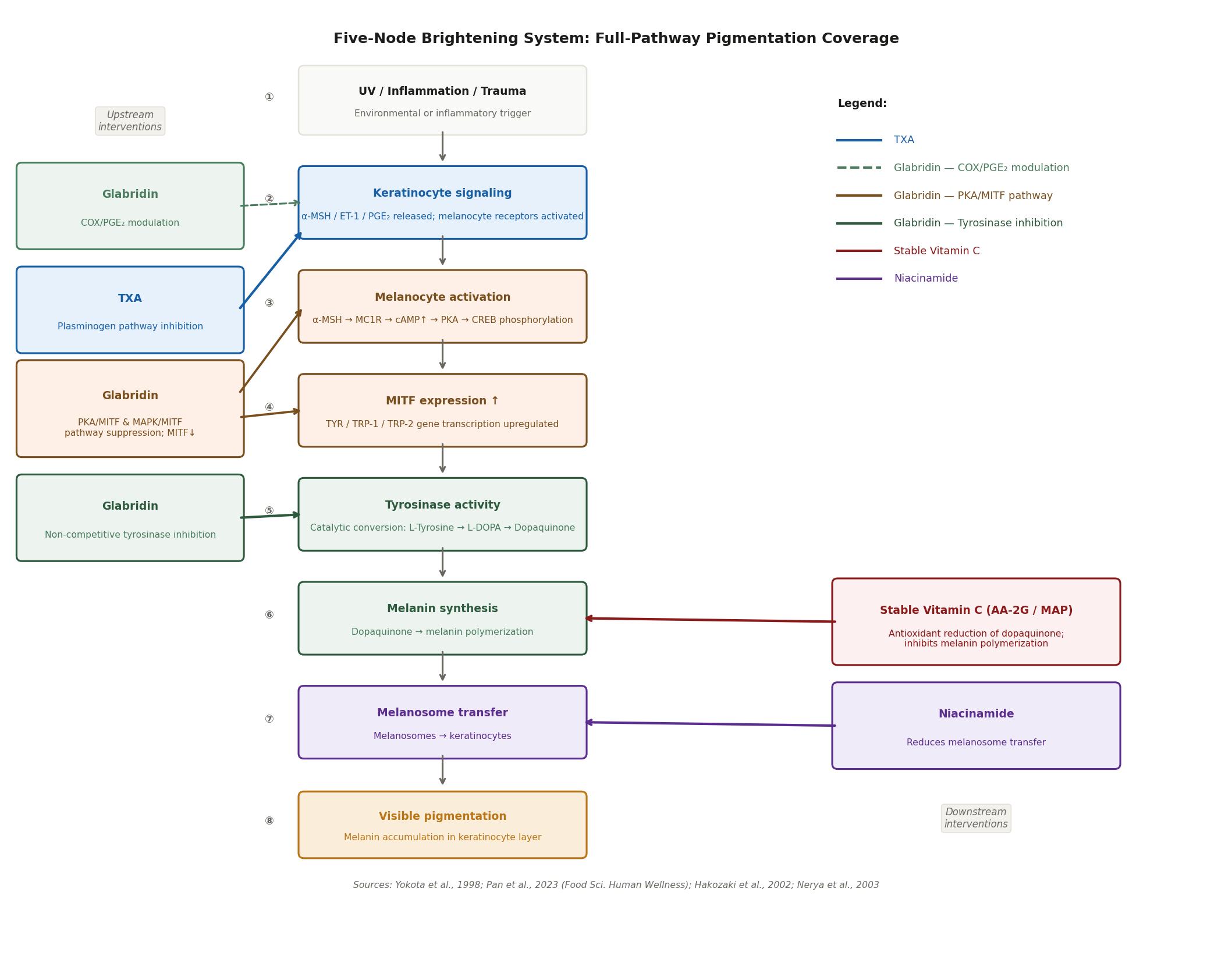 Diagram showing the complete eight-step melanogenesis pathway from UV stimulus through visible pigmentation, with five intervention points: TXA, glabridin (COX/PGE₂), glabridin (PKA/MITF), glabridin (tyrosinase), stable vitamin C, and niacinamide